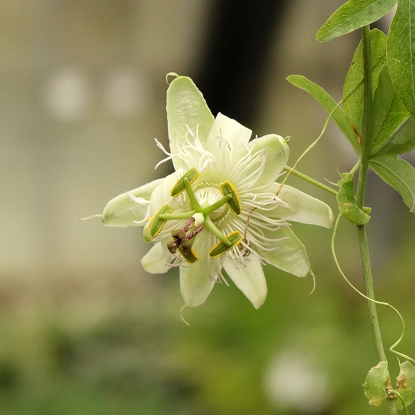 Kärsimyspassio - Passiflora caerulea (Kukinta)
