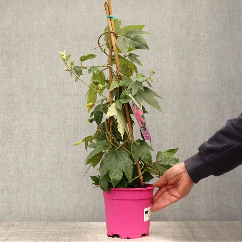 Esimerkki kesällä toimitetusta Kärsimyskukka Pink Passion Pot de 2L/3L-taimesta