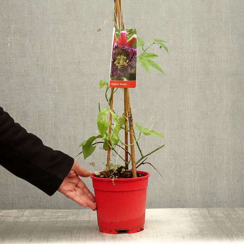 Esimerkki syksyllä toimitetusta Kärsimyskukka Marijke 2 litran/3 litran ruukku-taimesta