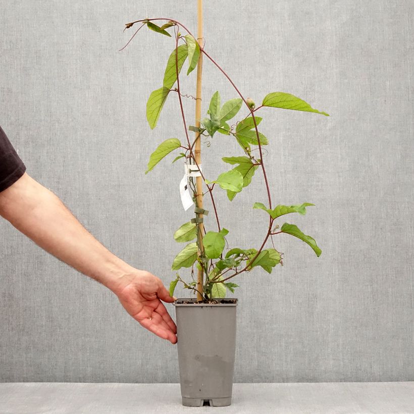 Esimerkki keväällä toimitetusta Kärsimyskukka Imperatrice Eugénie Pot de 3L/4L-taimesta