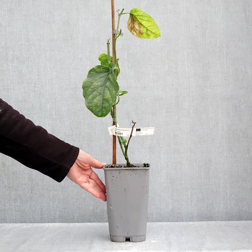Esimerkki syksyllä toimitetusta Jättipassio - Passiflora quadrangularis 3 litran/4 litran ruukku-taimesta