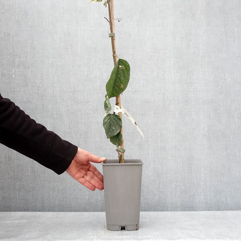 Esimerkki talvella toimitetusta Jättipassio - Passiflora quadrangularis 3 litran/4 litran ruukku-taimesta