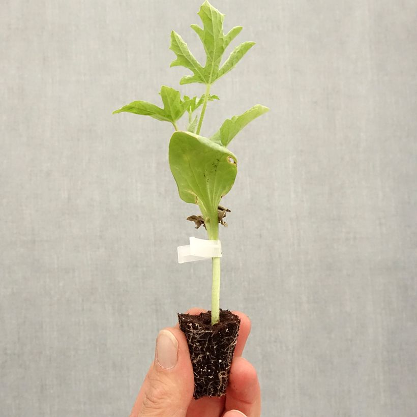 Esimerkki keväällä toimitetusta Vesimeloni Little Darling F1 Minipaakku Ø 3/4 cm-taimesta
