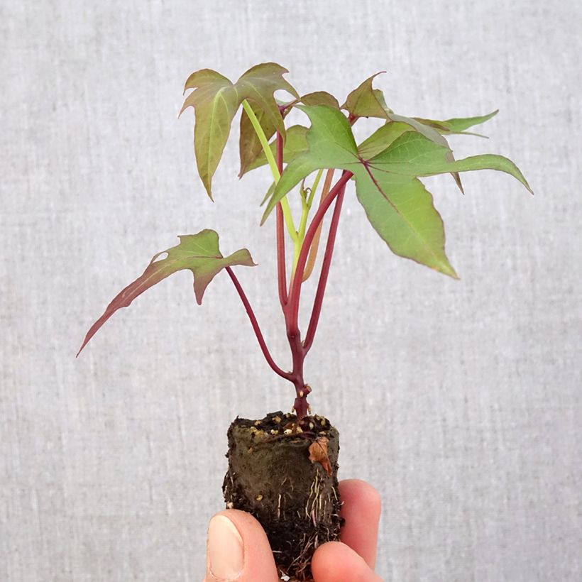 Esimerkki keväällä toimitetusta Bataatti Sakura taimena Minipaakku Ø 3/4 cm-taimesta