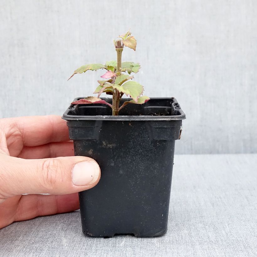 Esimerkki keväällä toimitetusta Patchouli - Pogostemon cablin Godet de 8/9 cm-taimesta