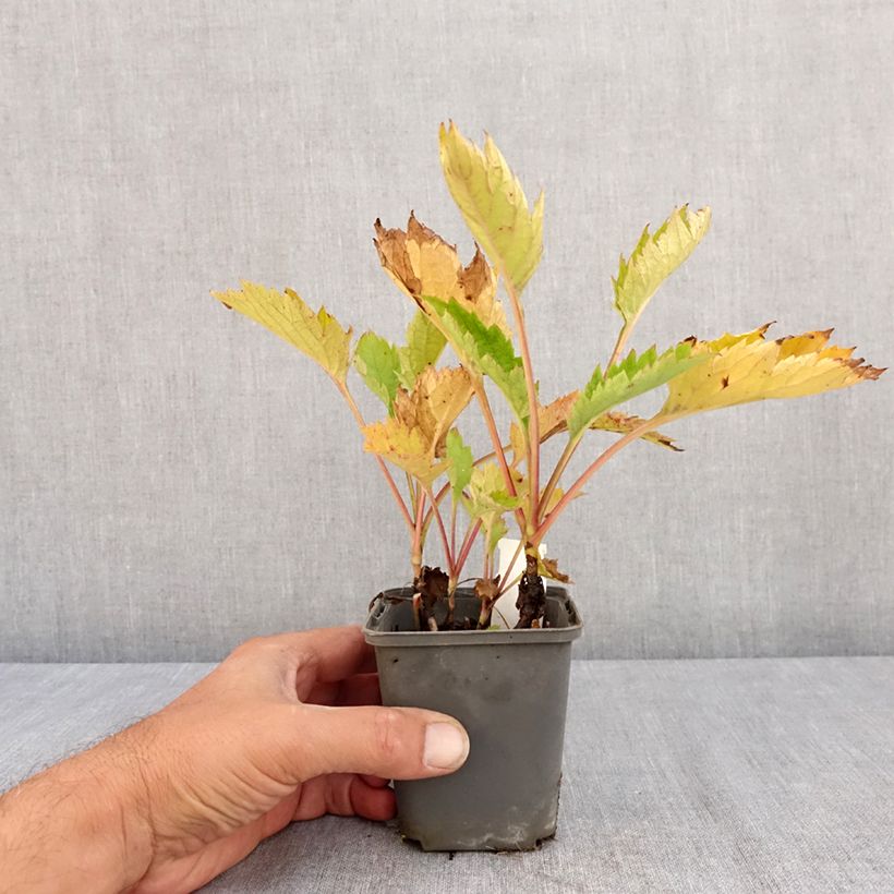 Esimerkki kesällä toimitetusta Patrinia gibbosa Taimiruukku 8/9 cm-taimesta