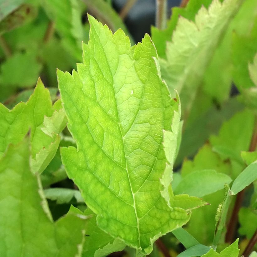 Patrinia gibbosa (Lehvistö)