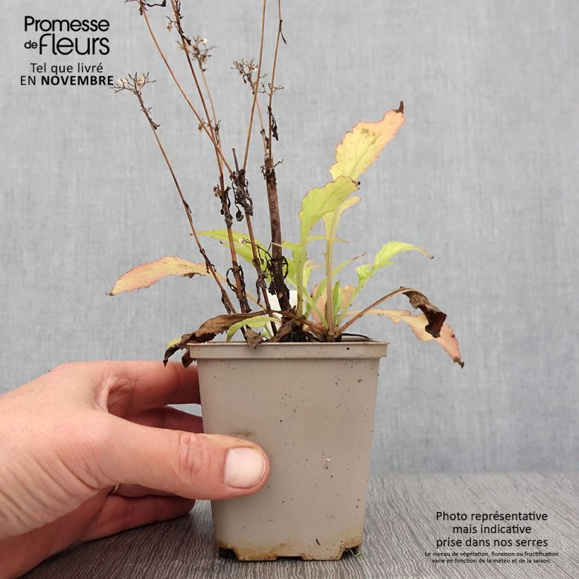 Esimerkki syksyllä toimitetusta Patrinia monandra 8/9 cm taimiruukku-taimesta