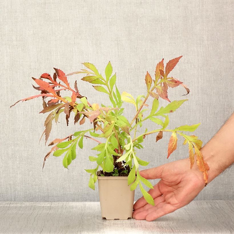 Esimerkki kesällä toimitetusta Patrinia monandra Taimiruukku 8/9 cm-taimesta