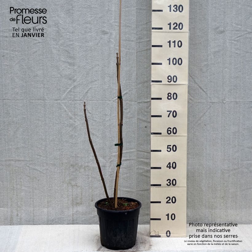 Esimerkki talvella toimitetusta Paulownia elongata 7,5 litran / 10 litran ruukku-taimesta