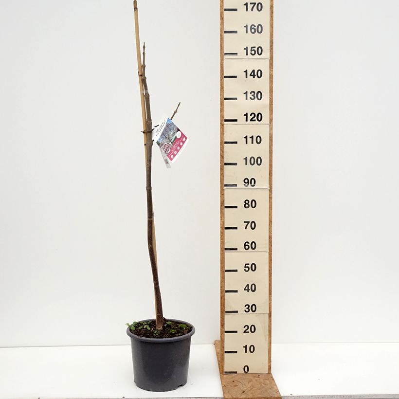 Esimerkki syksyllä toimitetusta Paulownia fortunei April Light 12 litran/15 litran ruukku, Muotoilematon piiskataimi-taimesta
