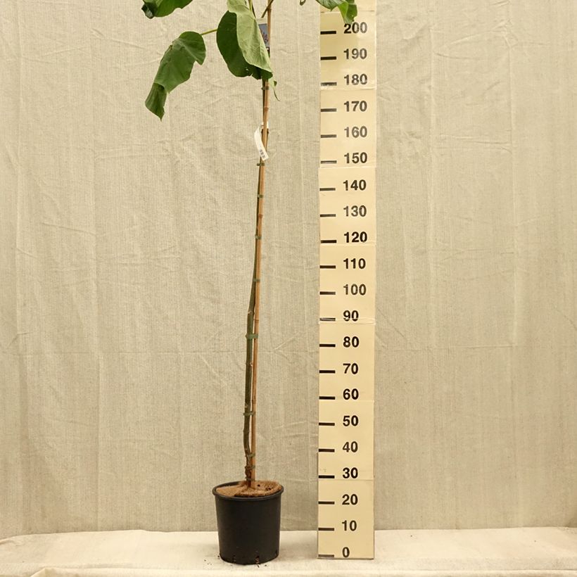 Esimerkki syksyllä toimitetusta Paulownia fortunei Fast Blue Minfast 12 litran/15 litran ruukku-taimesta