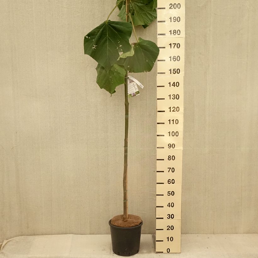 Example of Paulownia fortunei Fast Blue Minfast Pot de 12L/15L as you get in ete