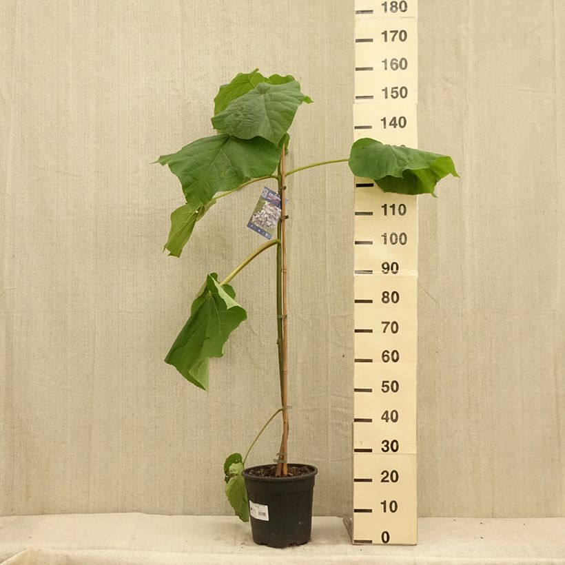 Example of Paulownia fortunei Fast Blue Minfast Pot de 7,5L/10L as you get in ete