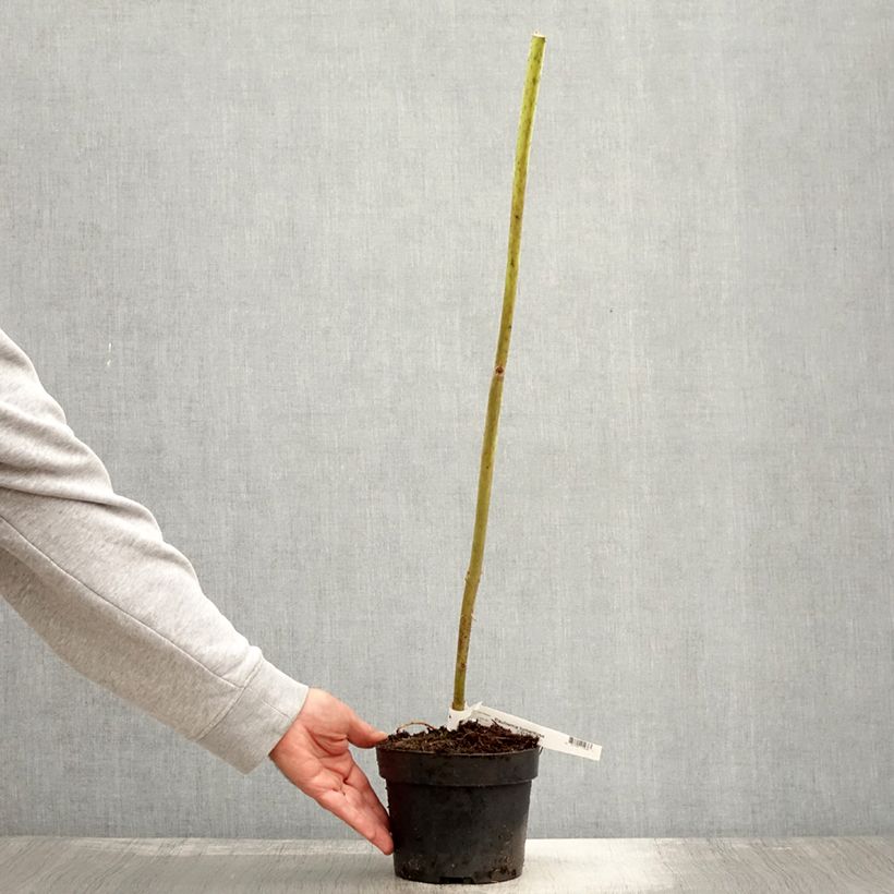Esimerkki syksyllä toimitetusta Paulownia tomentosa - Arbre impérial Pot de 2L/3L-taimesta