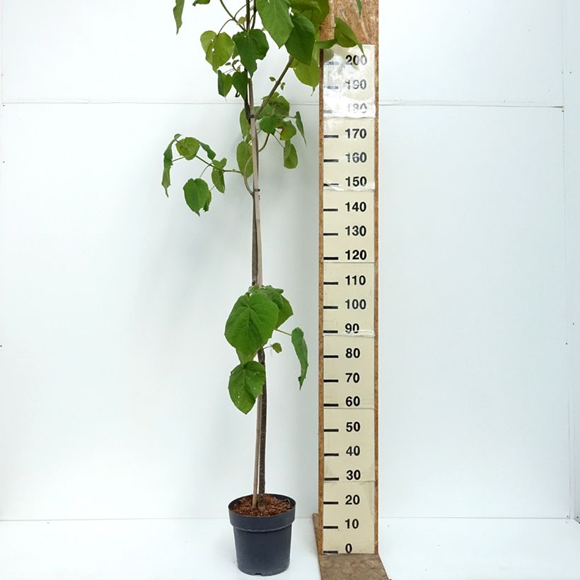 Esimerkki kesällä toimitetusta Keisaripuu - Paulownia tomentosa 7,5 litran / 10 litran ruukku-taimesta