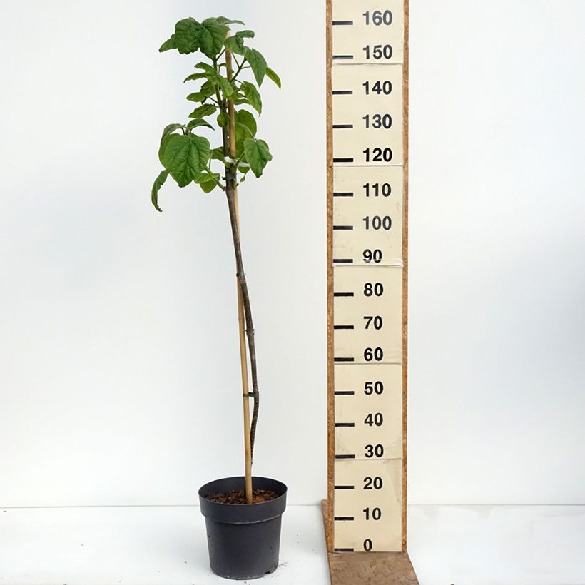 Esimerkki keväällä toimitetusta Keisaripuu - Paulownia tomentosa Ruukku 7,5L / 10L-taimesta