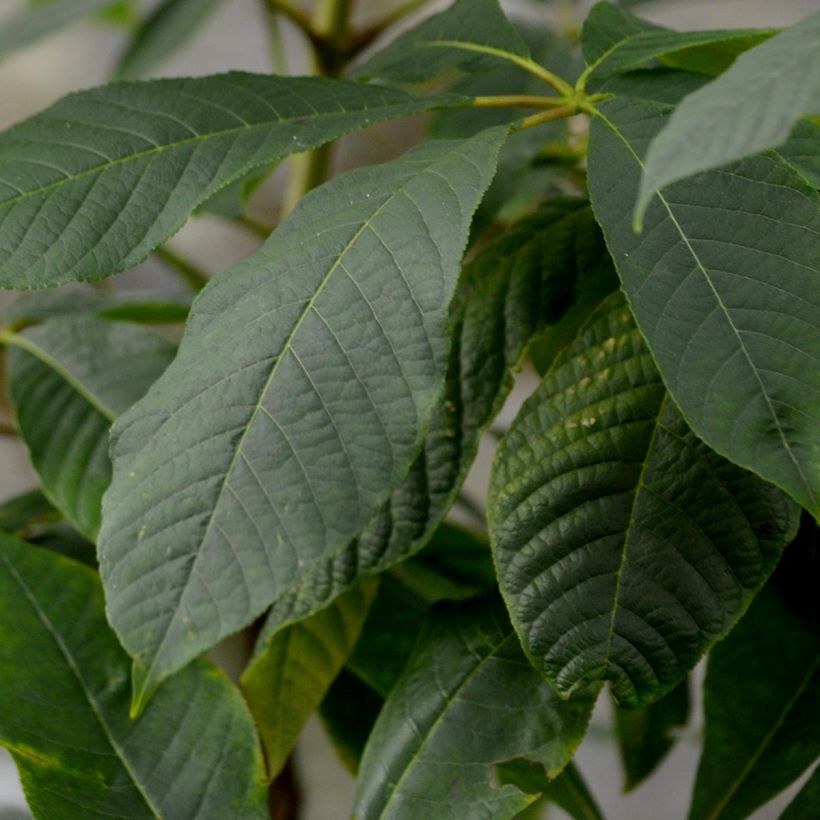 Huiskahevoskastanja - Aesculus parviflora (Lehvistö)