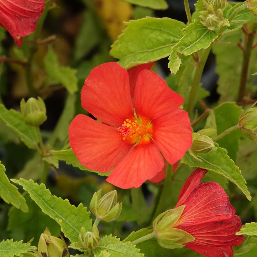 Pavonia Flamboyant (Kukinta)
