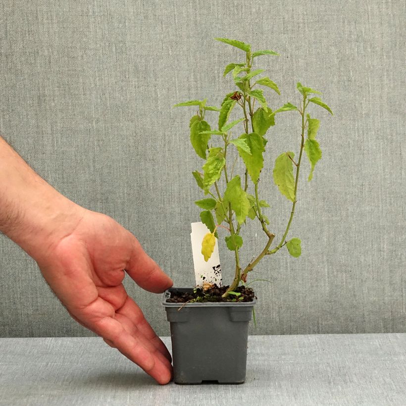 Esimerkki keväällä toimitetusta Pavonia Flamboyant 8/9 cm taimiruukku-taimesta