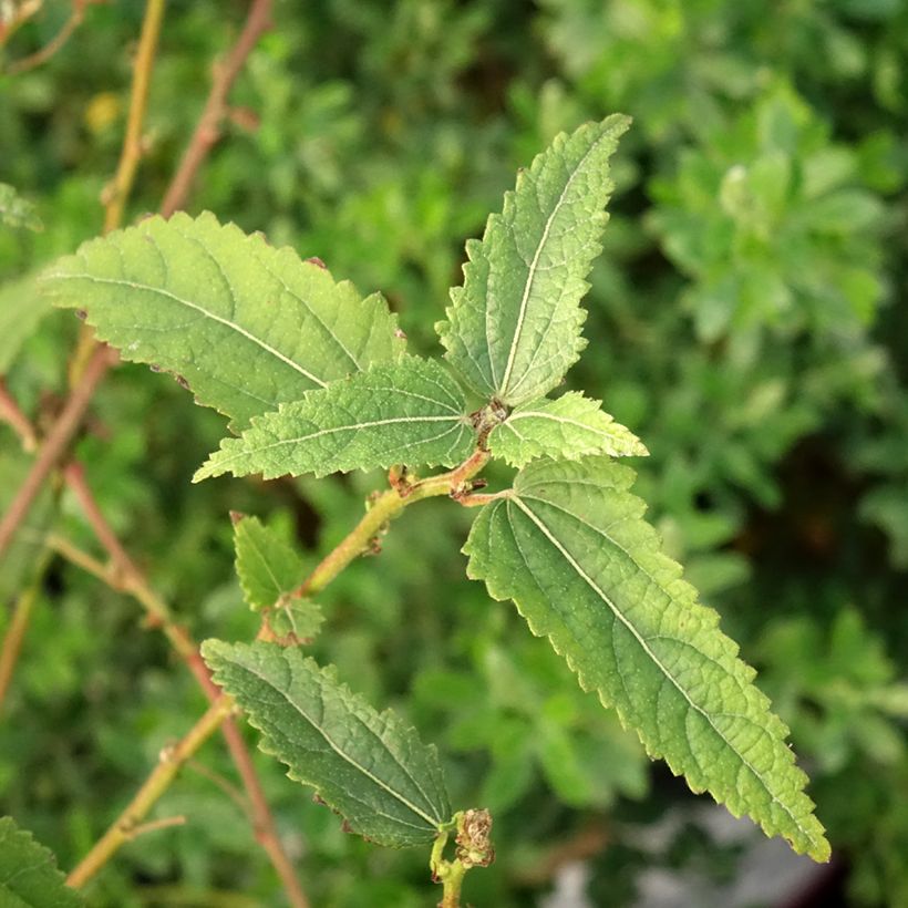 Pavonia Flamboyant (Lehvistö)