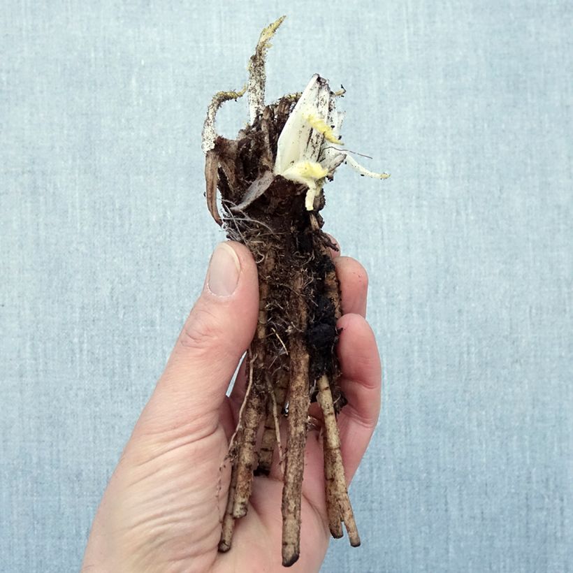 Esimerkki talvella toimitetusta Pavot d'Orient Manhattan - Papaver orientale Petites Racines nues, Qualité Extra équivalant à un pot de 2L-taimesta