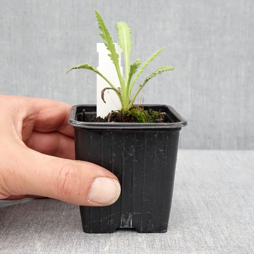 Esimerkki keväällä toimitetusta Pavot d'Orient Marlène - Papaver orientale Godet de 8/9 cm-taimesta
