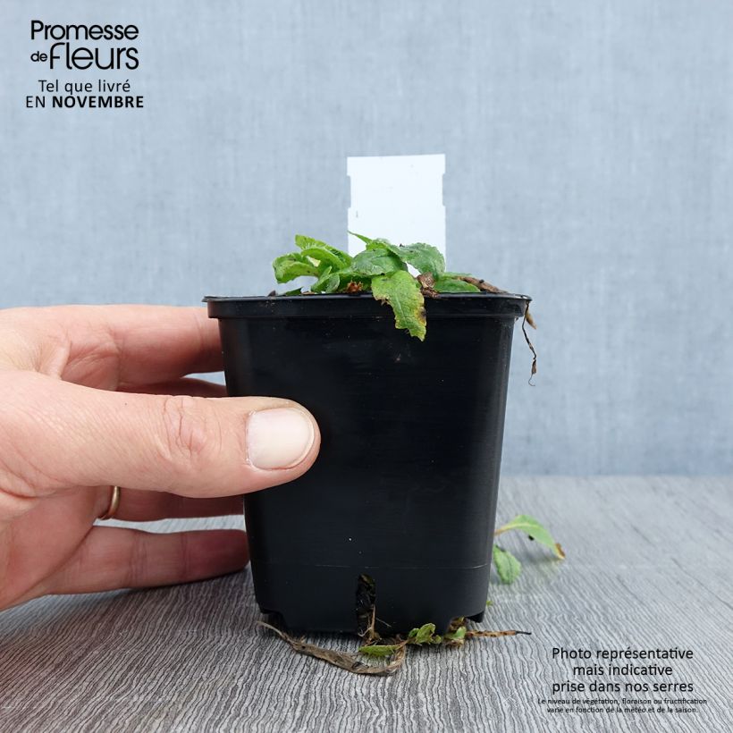 Esimerkki syksyllä toimitetusta Idänuniko May Queen 8/9 cm taimiruukku-taimesta