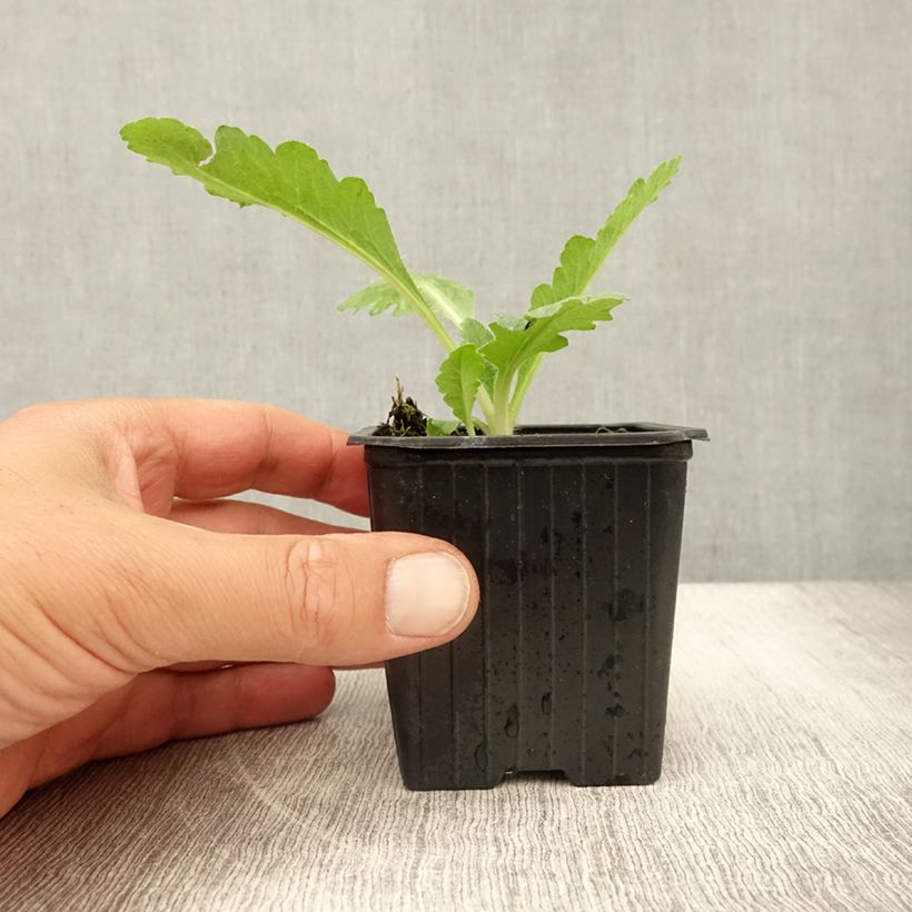 Esimerkki kesällä toimitetusta Pavot d'Orient Patty's Plum - Papaver orientale Godet de 8/9 cm-taimesta