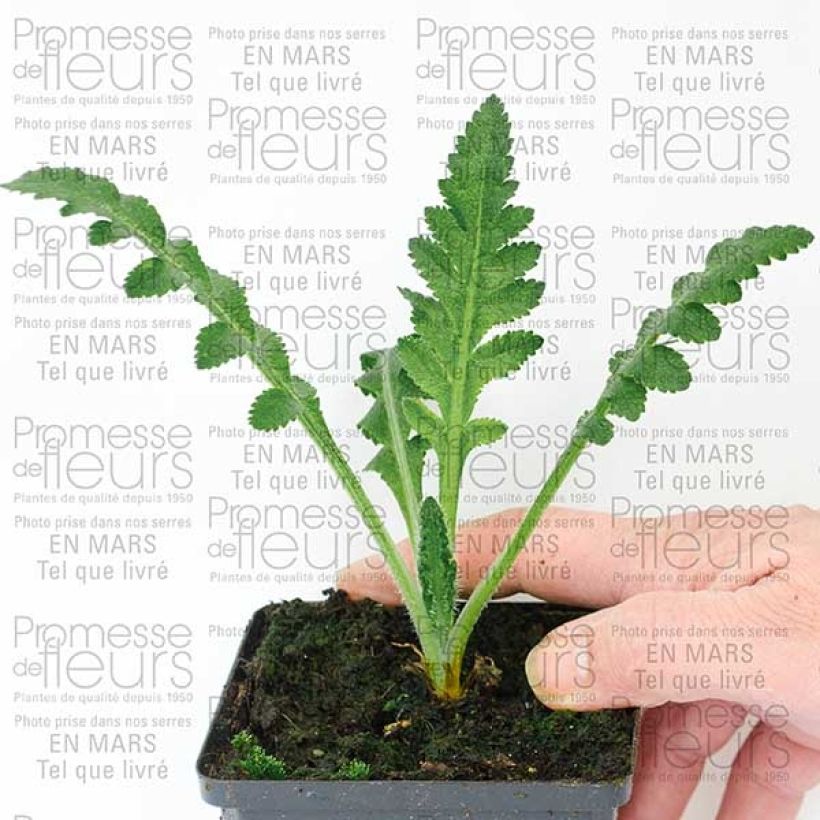 Esimerkki toimitetusta Idänuniko Queen Alexandra 8/9 cm taimiruukku-taimesta