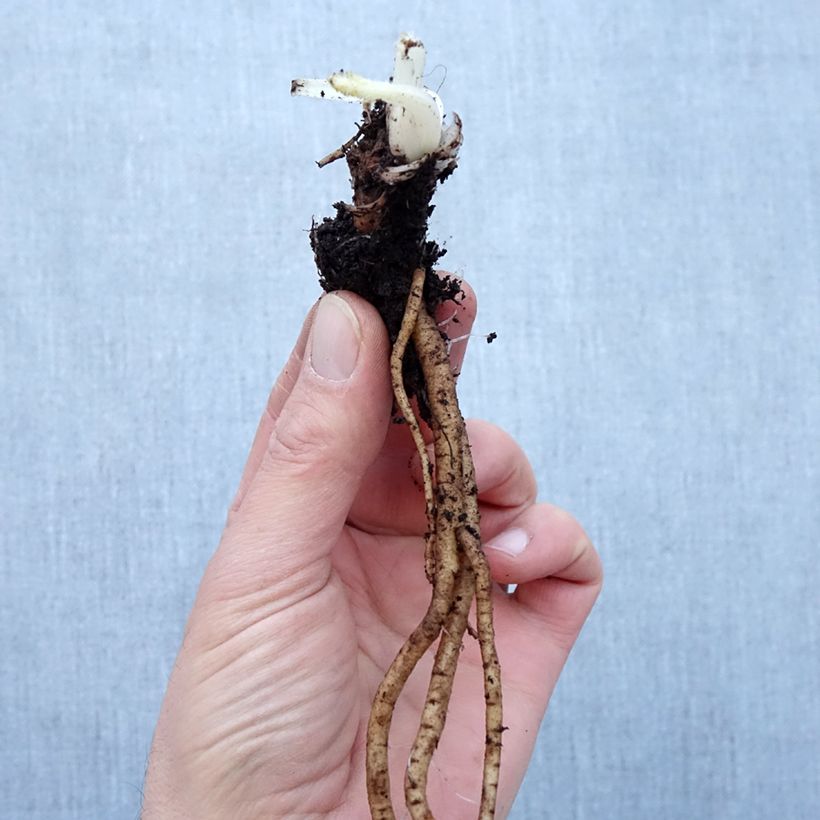 Esimerkki talvella toimitetusta Pavot d'Orient Royal Chocolate Distinction - Papaver orientale Petites Racines nues, Qualité Extra équivalant à un pot de 2L-taimesta