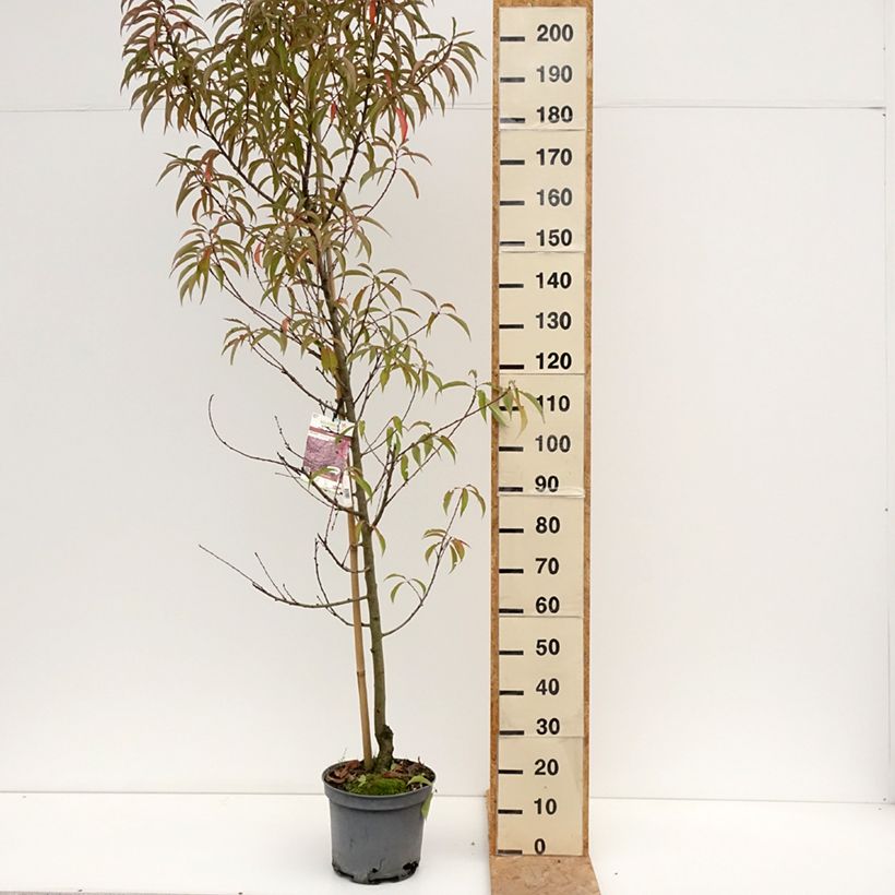 Esimerkki kesällä toimitetusta Persikka Taoflora Pink Pot de 7,5L/10L, Baliveau-taimesta