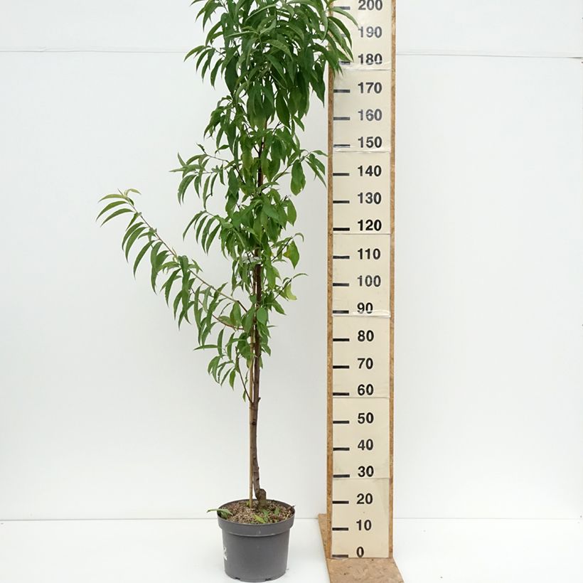 Esimerkki kesällä toimitetusta Persikka Taoflora Red Pot de 7,5L/10L, Baliveau-taimesta