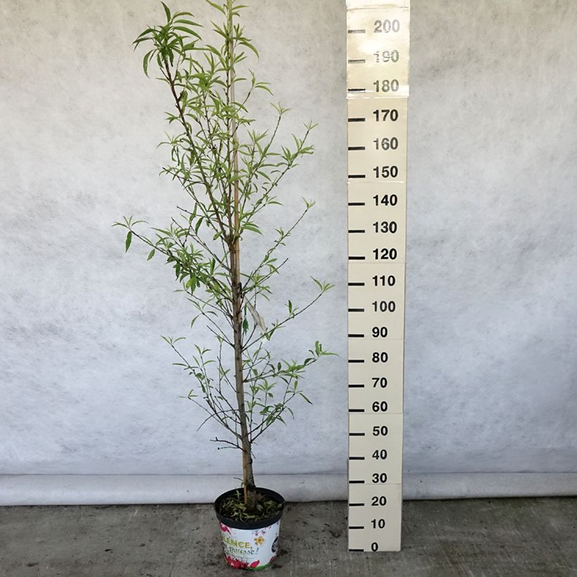 Esimerkki kesällä toimitetusta Persikka Taoflora White Pot de 7,5L/10L, Baliveau-taimesta
