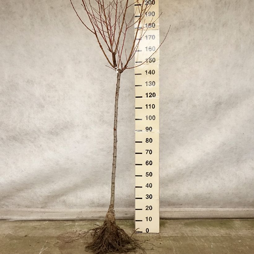 Esimerkki syksyllä toimitetusta Pêcher Andromède - Prunus persica Grandes Racines nues, Demi-Tige-taimesta