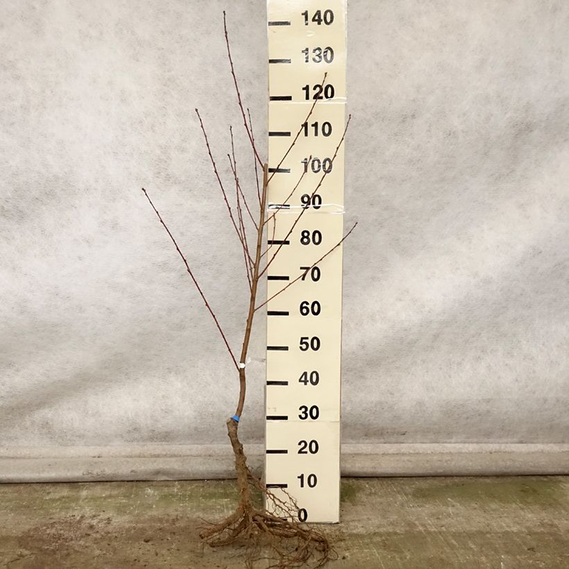 Esimerkki syksyllä toimitetusta Pêcher Andromède - Prunus persica Grandes Racines nues, Gobelet-taimesta