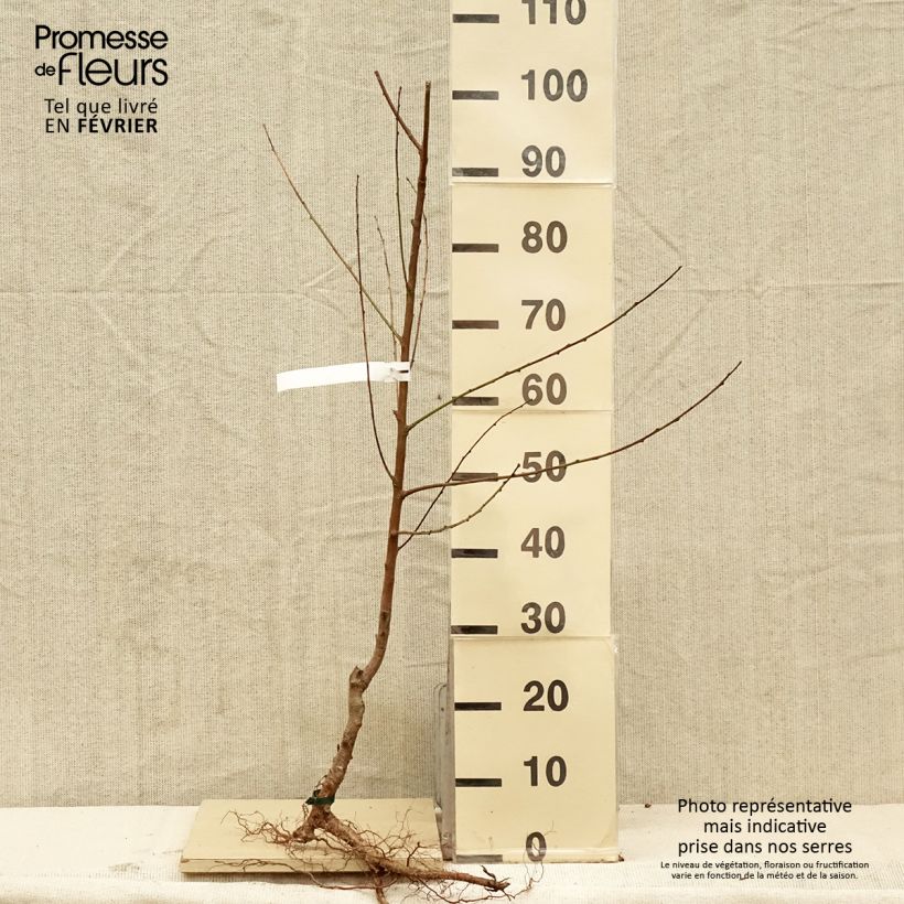 Esimerkki talvella toimitetusta Pêcher Charles Ingouf - Prunus persica Grandes Racines nues, Gobelet-taimesta