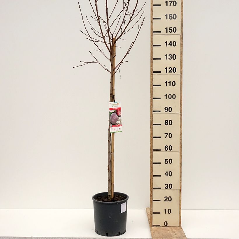 Esimerkki talvella toimitetusta Pêcher de Vigne Jaune - pêche de vigne Pot de 7,5L/10L, Gobelet-taimesta