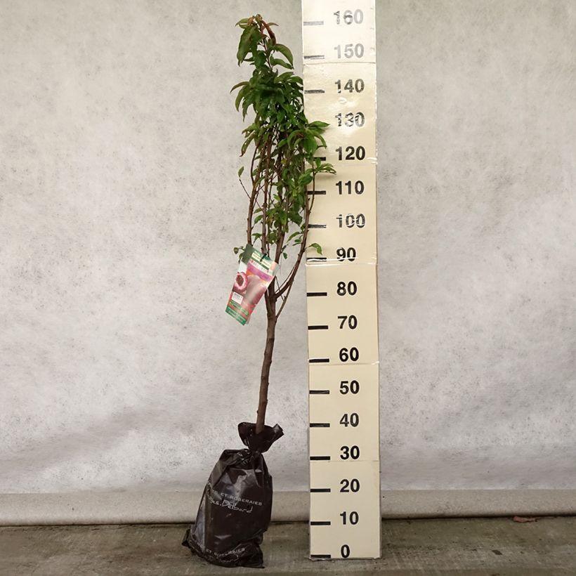 Esimerkki kesällä toimitetusta Pêcher de Vigne Sanguine - Pêche de Vigne Motte "Prêt-à-planter", Gobelet-taimesta