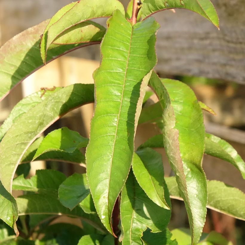 Persikka Vigne Sanguine (Lehvistö)