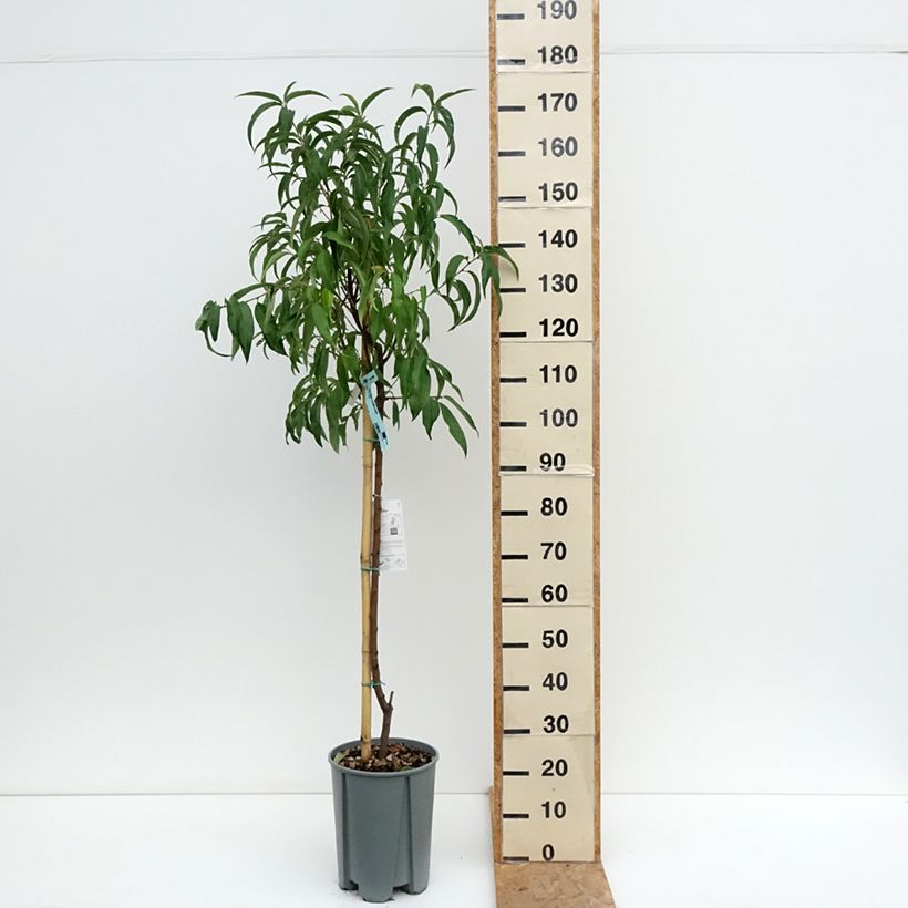 Esimerkki kesällä toimitetusta Lattapersikka Platicarpa bianca 7,5 litran / 10 litran ruukku, Puolikorkea runko-taimesta