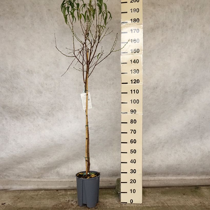 Esimerkki syksyllä toimitetusta Lattapersikka Platicarpa bianca 7,5 litran / 10 litran ruukku, Puolikorkea runko-taimesta