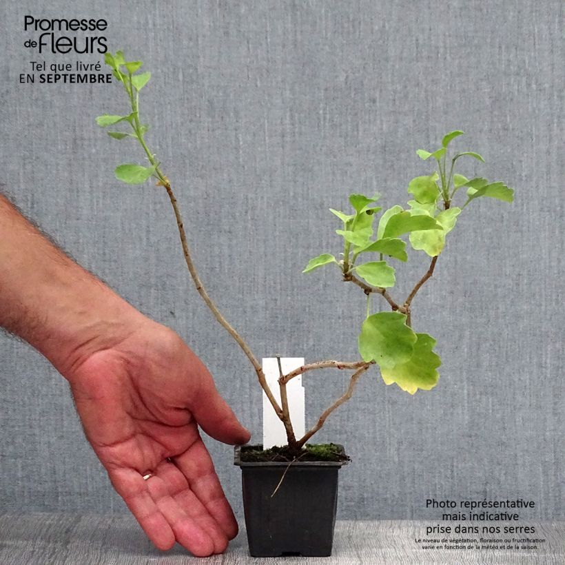 Esimerkki syksyllä toimitetusta Pelargoni - Pelargonium acetosum 8/9 cm taimiruukku-taimesta