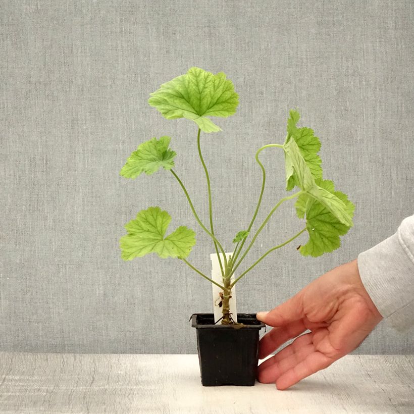 Esimerkki kesällä toimitetusta Pelargonium album - Géranium botanique parfumé Godet de 8/9 cm-taimesta