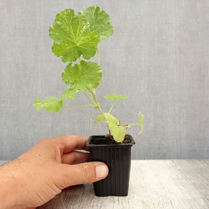 Esimerkki kesällä toimitetusta Pelargonium Atomic Snowflake - Géranium odorant au parfum de rose et citron Godet de 7/8 cm-taimesta