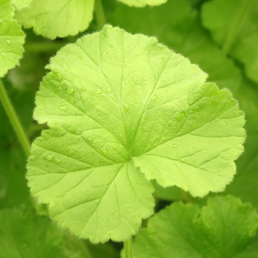 Tuoksupelargoni Atomic Snowflake (Lehvistö)