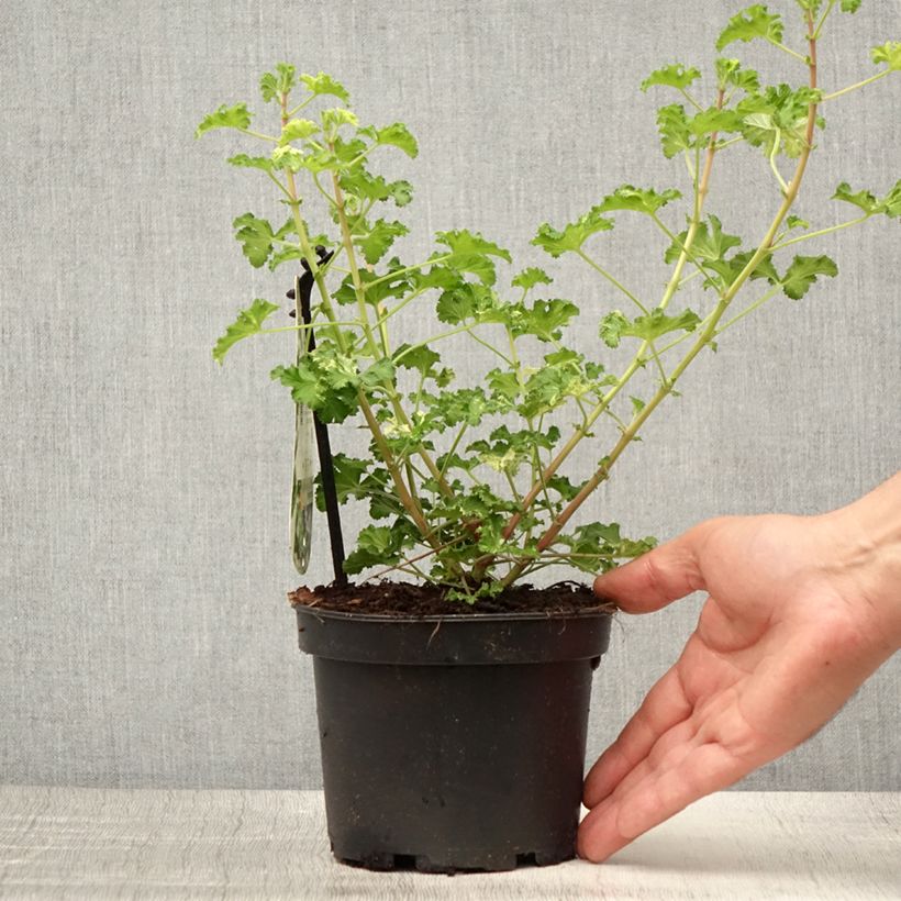 Esimerkki kesällä toimitetusta Pelargonium crispum Peach Cream - Géranium d'odeur panaché parfum pêche Pot de 1,5L/2L-taimesta