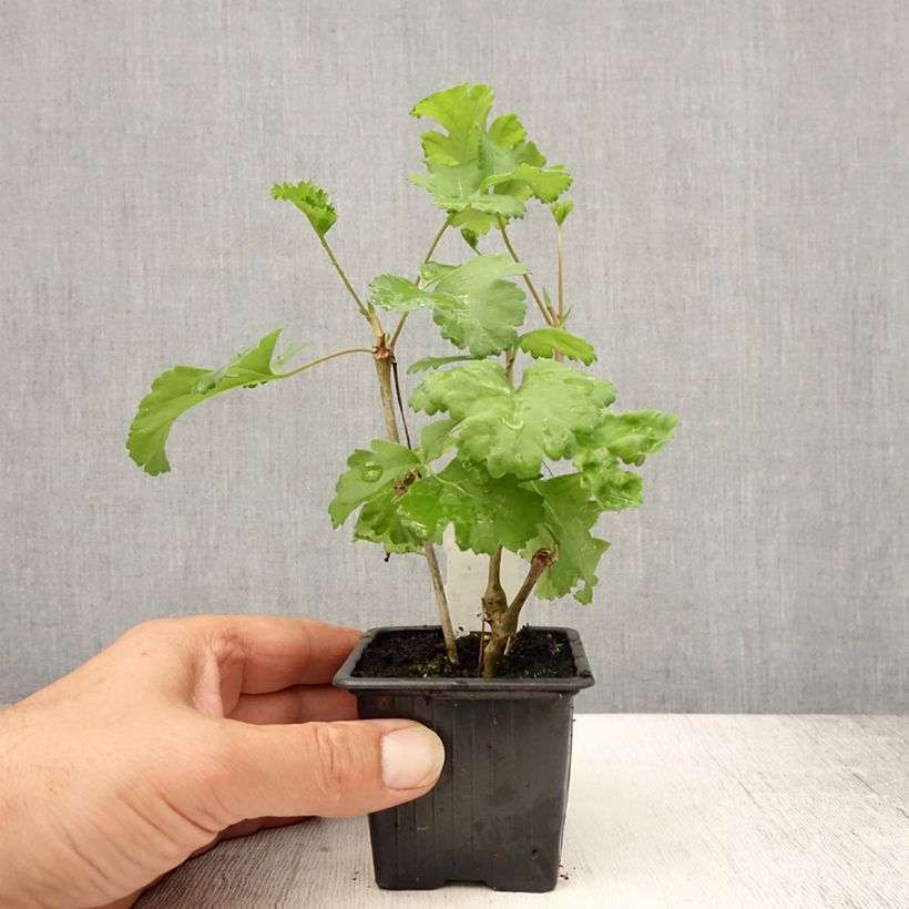 Esimerkki kesällä toimitetusta Pélargonium fantaisie Gibbosum - Pélargonium goutteux Godet de 7/8 cm-taimesta