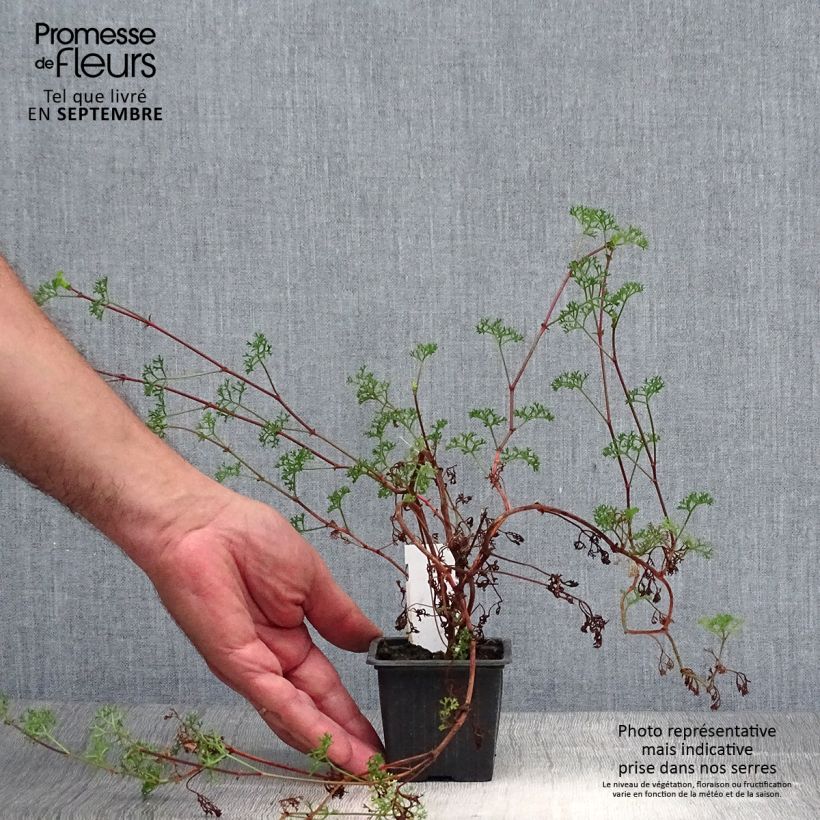 Esimerkki syksyllä toimitetusta Tuoksupelargoni - Pelargonium fruticosum 8/9 cm taimiruukku-taimesta