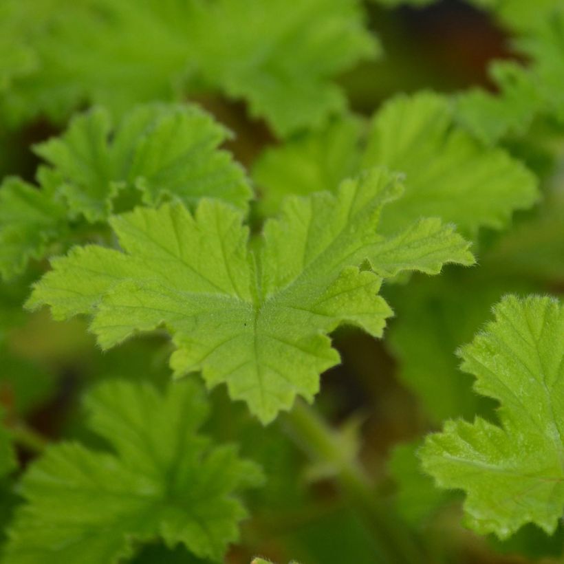 Tuoksupelargoni Attar of Roses (Lehvistö)